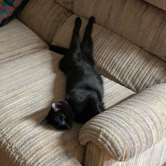 Meet your Posher, Cameron - Picture 5 of 16